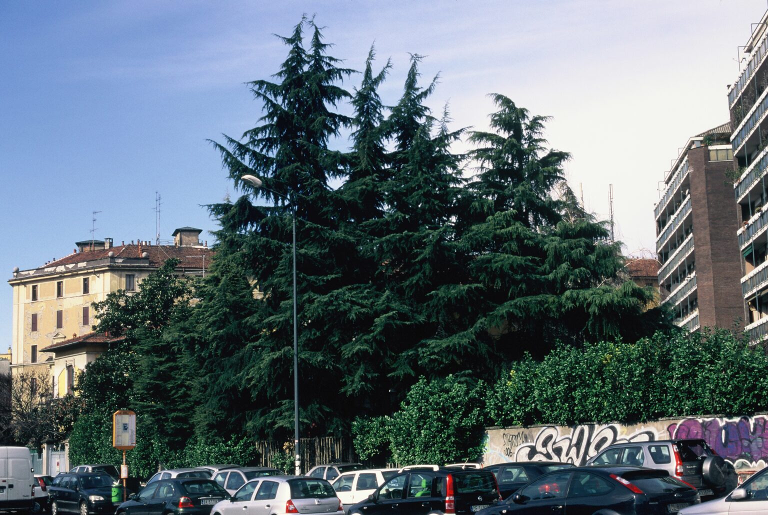 8 Cedrus deodara