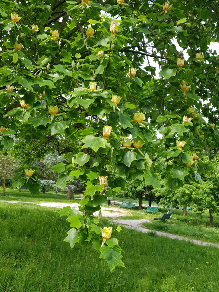 Purtroppo dobbiamo rimandare la visita all'Orto Botanico di Brera del 24.5.2025. A presto gli aggiornamenti!