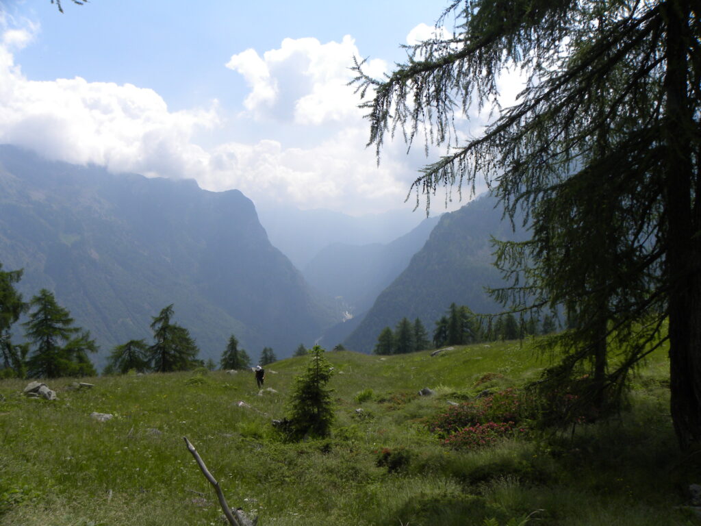 Panorama