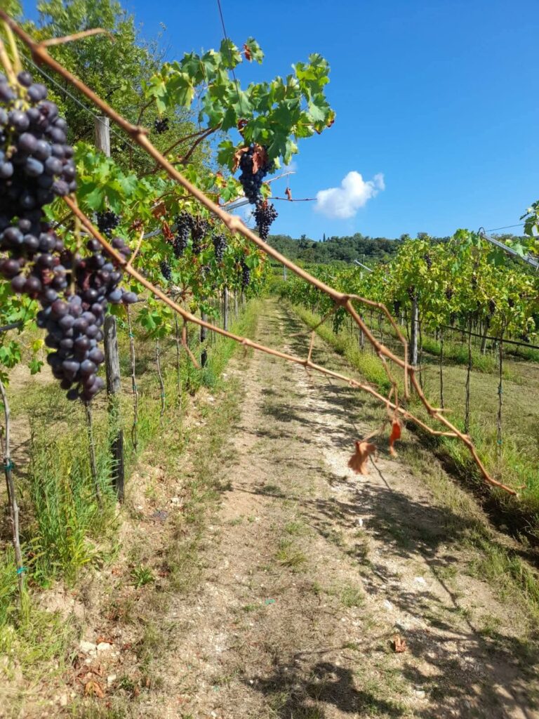 Filari di vigneti