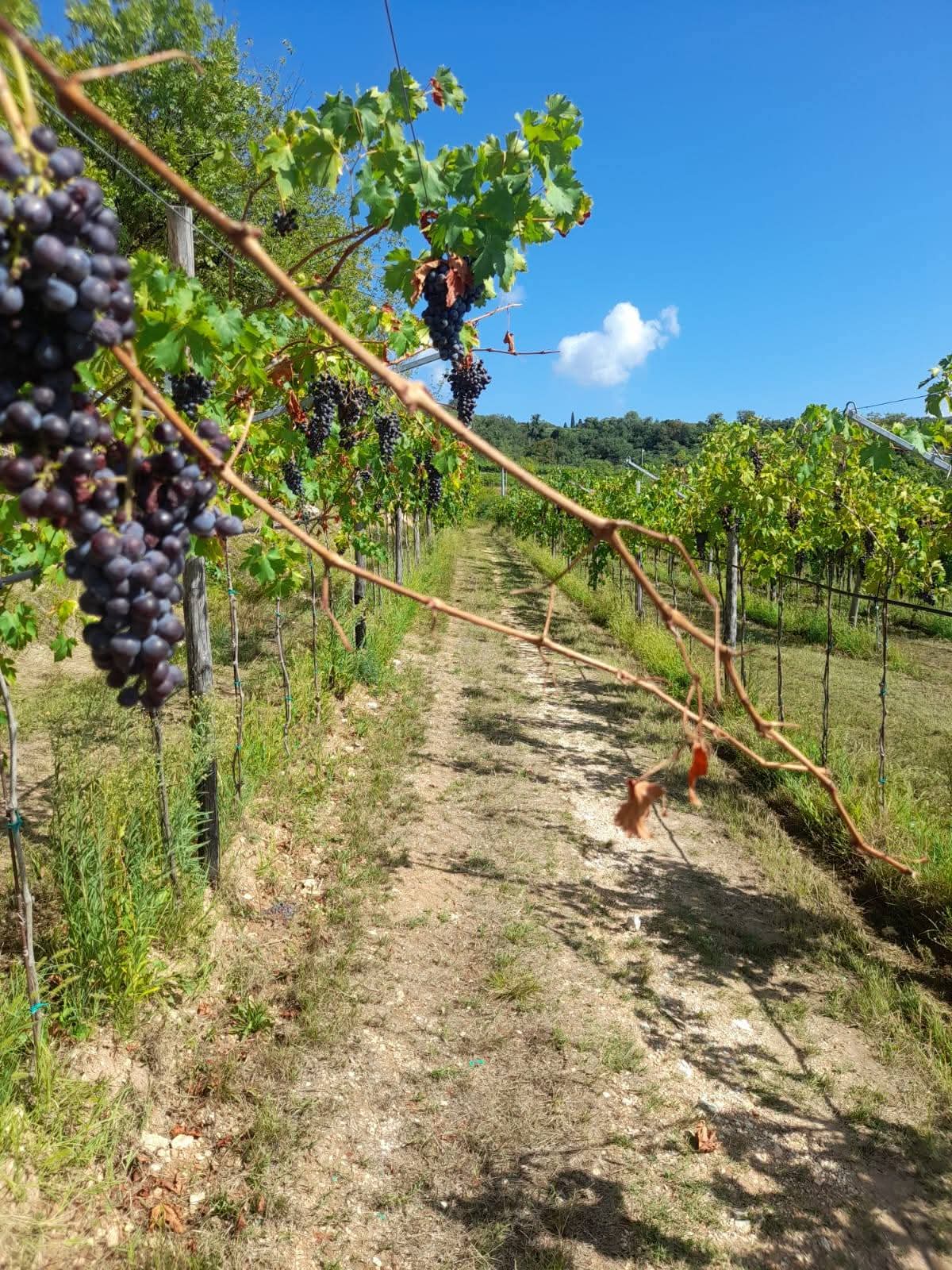 Filari di vigneti