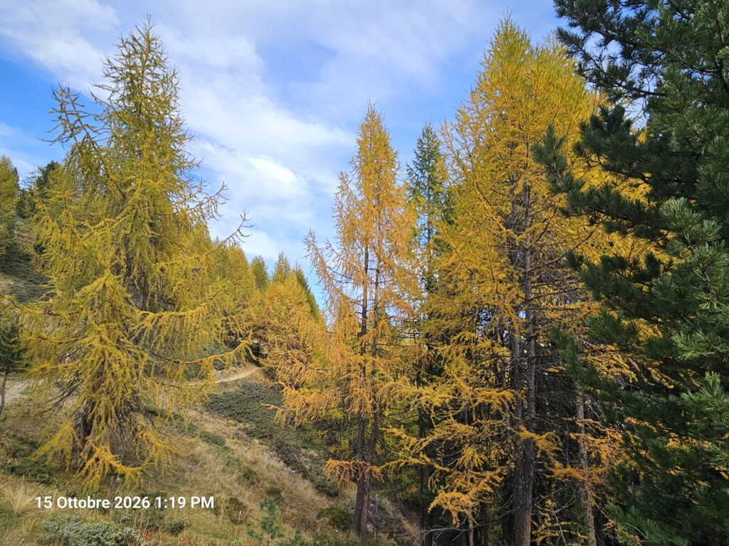 Foliage nei pressi del rifugio